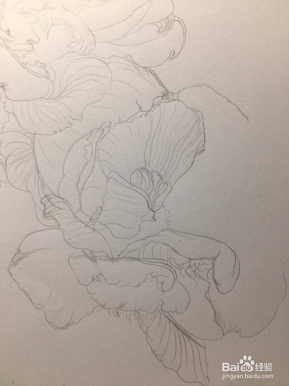 月季花的画法 月季简笔画 三朵月季的线描画教程