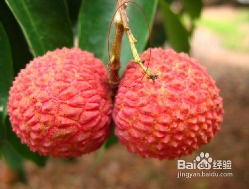 怎样挑选新鲜的荔枝