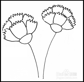 怎样画简笔画（花卉）：[10]康乃馨