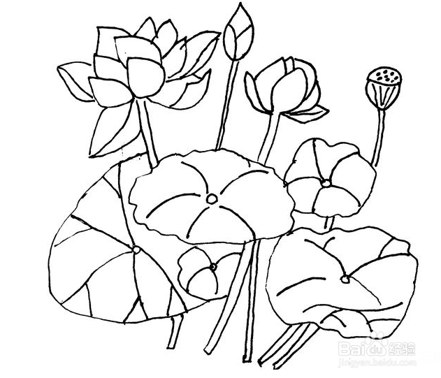荷花的简笔画