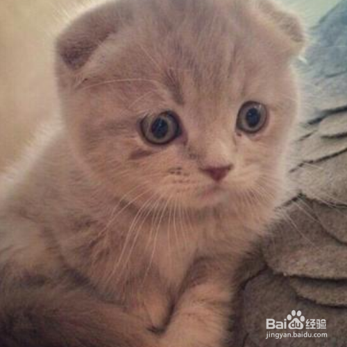 苏格兰折耳猫为什么讨人喜欢