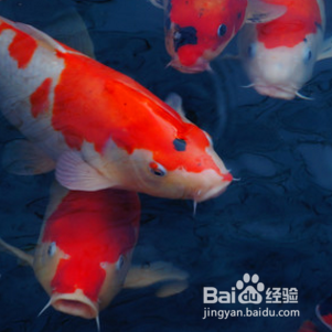 锦鲤跳缸解决方法