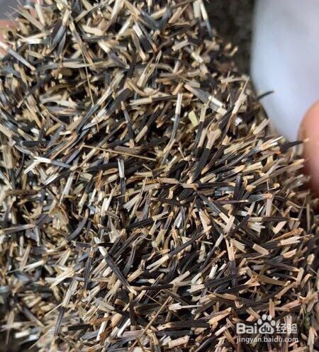 菊花繁殖方法主要有哪些