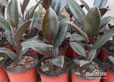 橡皮树怎么养才能更旺盛