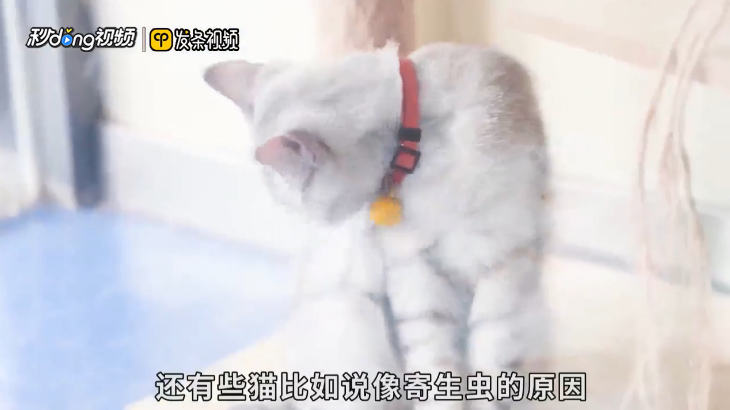 猫咪长不胖怎么办