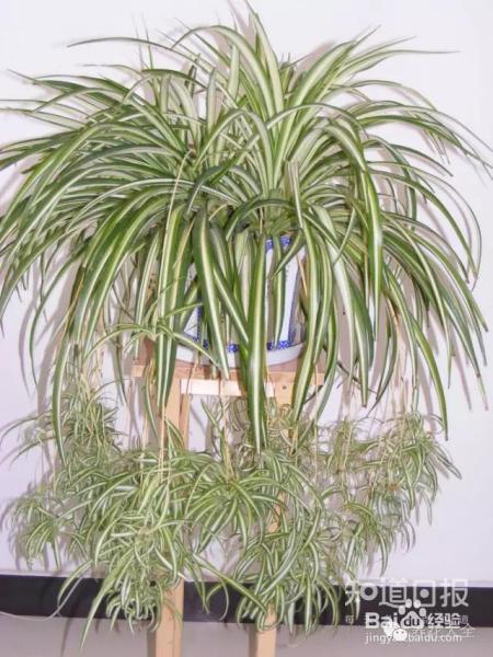 他养的花长到戳屋顶,咋养的