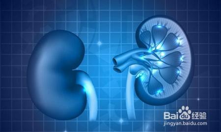 隐藏在血与尿中的“报警器”，当警报响起，当心肾脏要出大问题！