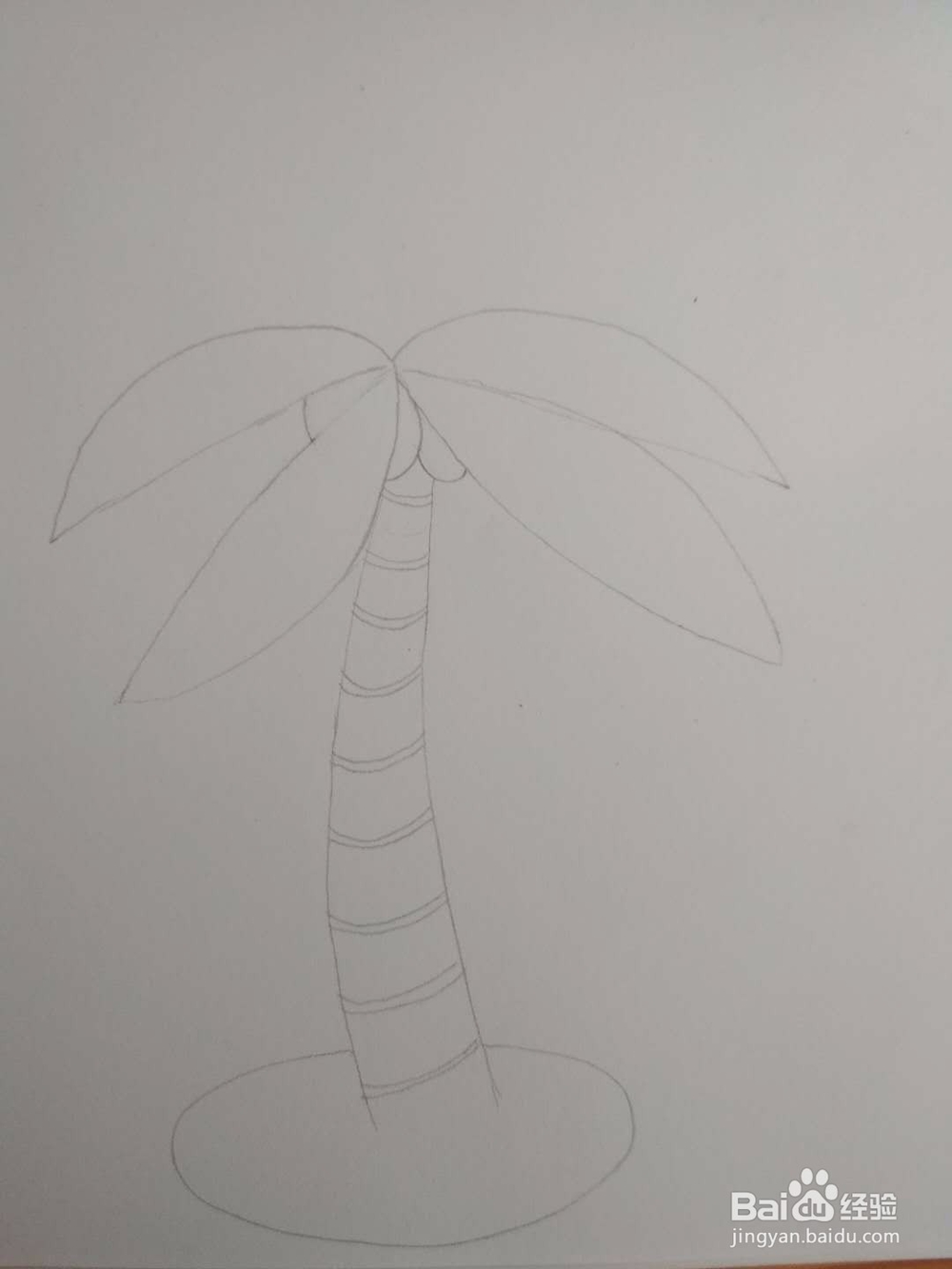 多妈简笔画植物一株椰子树