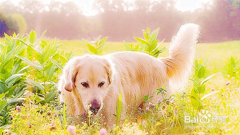 怎样饲养“金毛”宠物狗