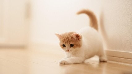 怎么养好一只猫