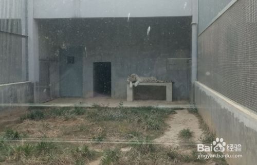 如何参观武汉动物园的猛兽馆