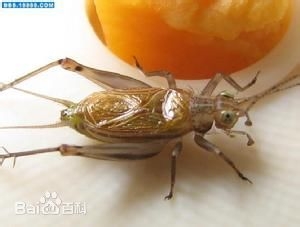 黄蛉如何饲养
