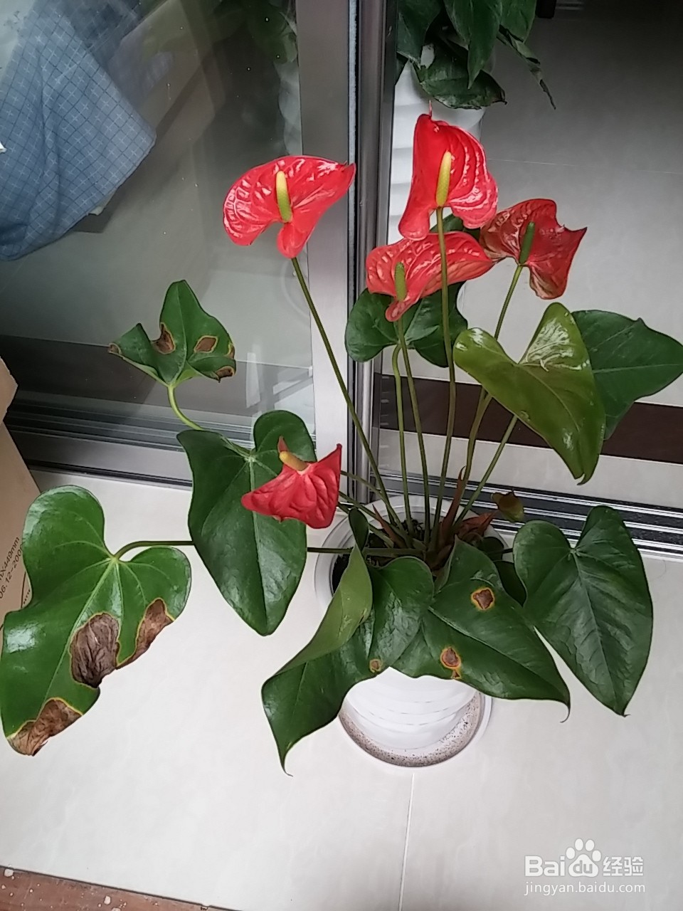 红掌叶子发黑怎么补救冬天