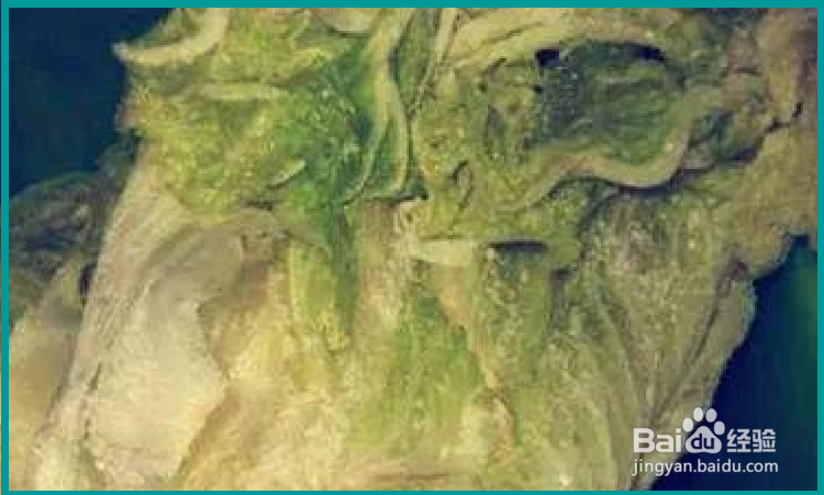 大白菜冻了怎么办