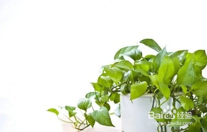 冬季养绿萝,注意这几点,保准让其安全过冬