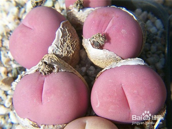 如何养好多肉植物生石花