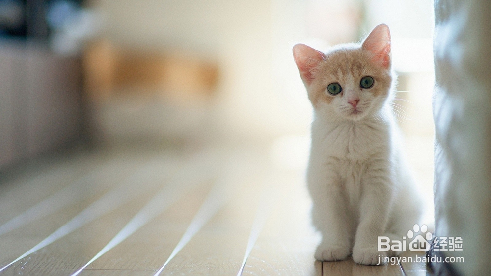 家里有老鼠该如何预防?