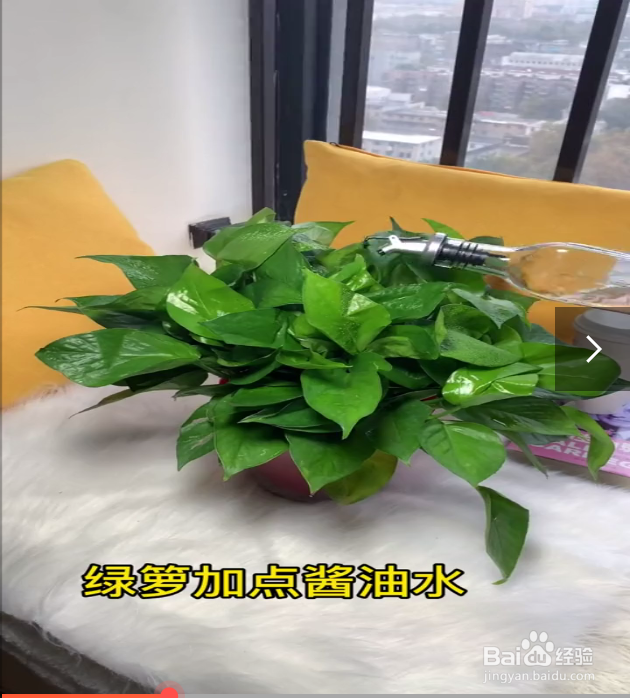 养花的小技巧