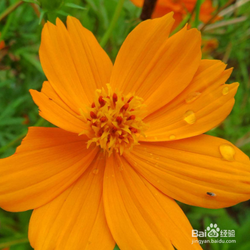 黄秋英的养殖方法和注意事项