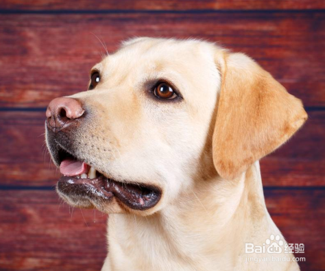 如何饲养拉布拉多 科学合理的喂养