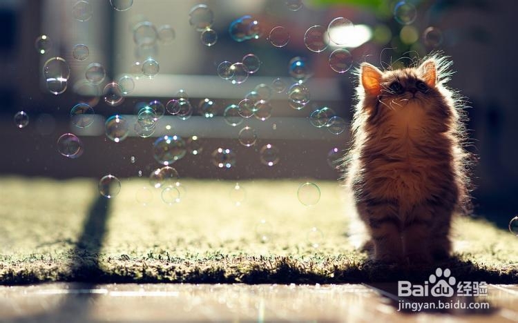 为猫咪打造玩耍天堂