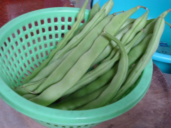 四季豆炒杏鲍菇