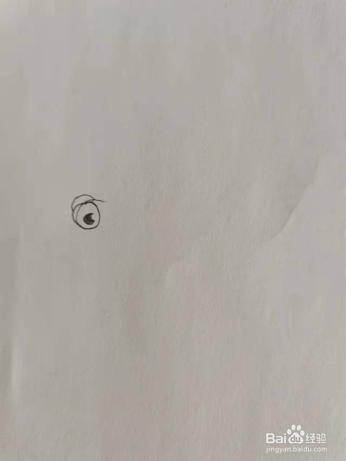 小提琴甲虫怎么画