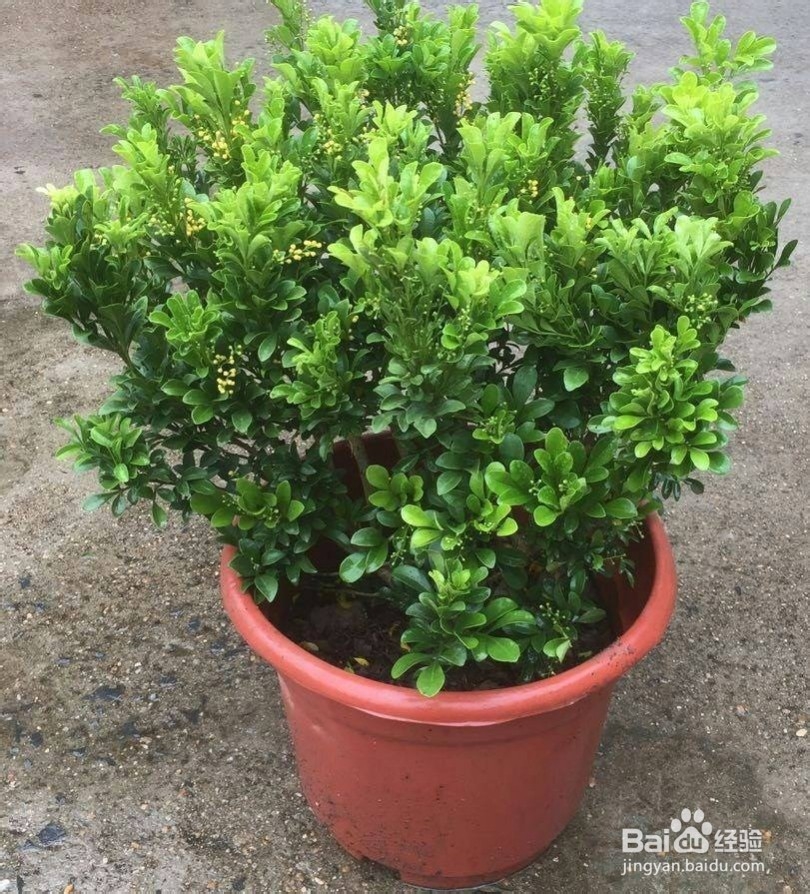 北方家庭适合养殖米兰吗?怎么养容易活