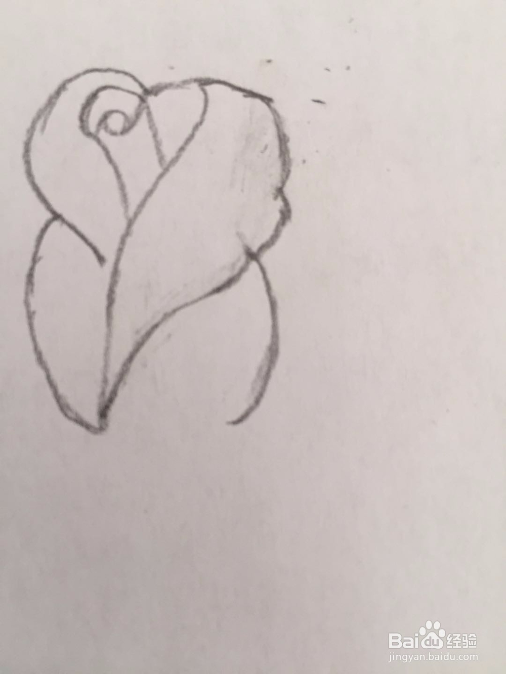 简笔画玫瑰花的画法