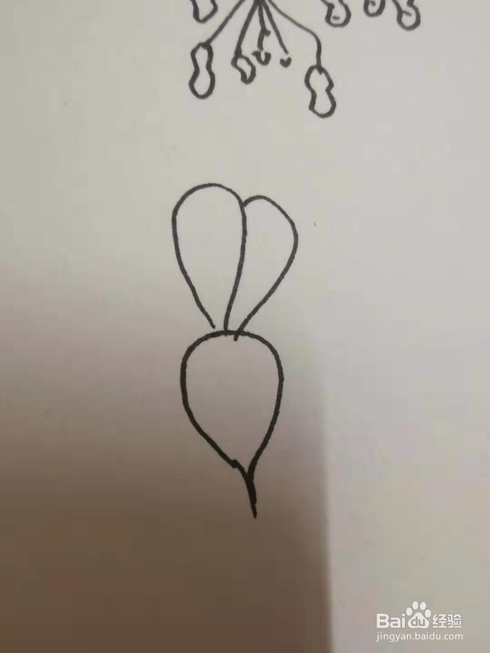 萝卜的简笔画
