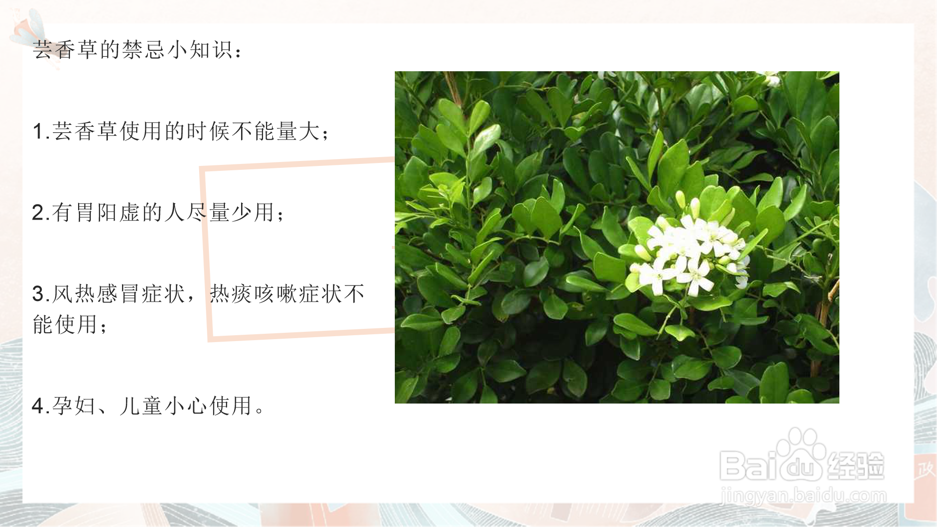 芸香草的功效与作用