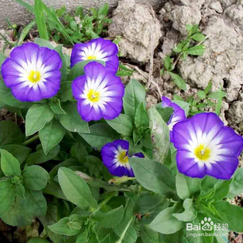 三色旋花种植方法有哪些？