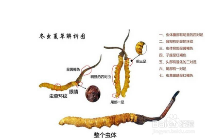 冬虫夏草骗局谁之过