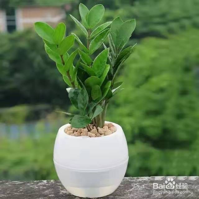 办公室里养这几种植物,让大家一整天精神抖擞