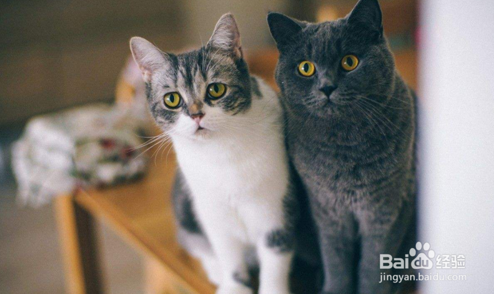 什么时候给猫驱虫最合适？