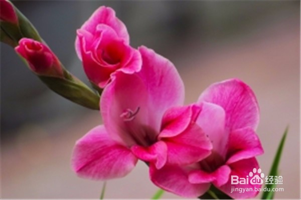 剑兰的养殖方法和注意事项都有什么？