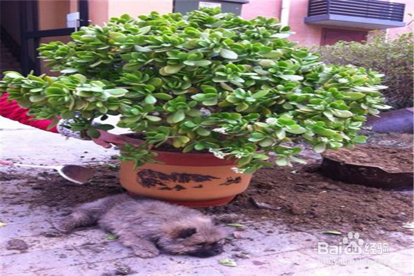 玉树的养殖方法和注意事项都有什么？