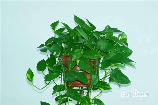 绿萝的养殖方法和注意事项有什么?