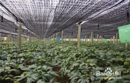 吃三七粉的功效,不知道的点击查看