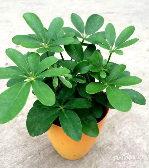 家里面过期的东西先别扔，简单处理来养花