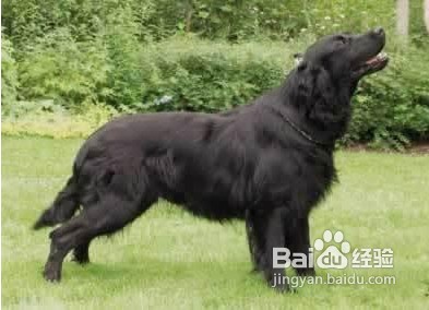 平毛寻回犬毛发美容