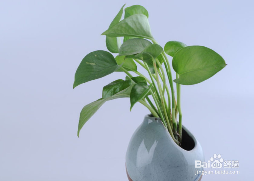 冬天绿萝叶子为何会发黄