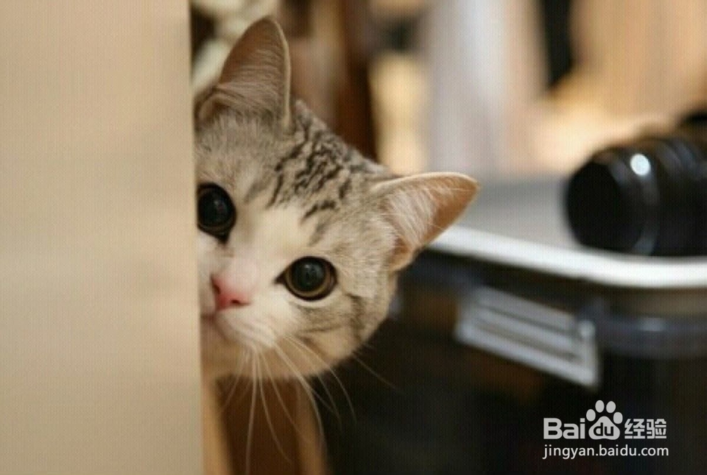 怎么陪猫咪玩双方都开心？