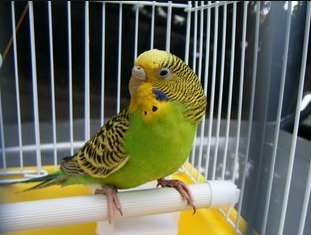 鹦鹉不吃东西怎么办