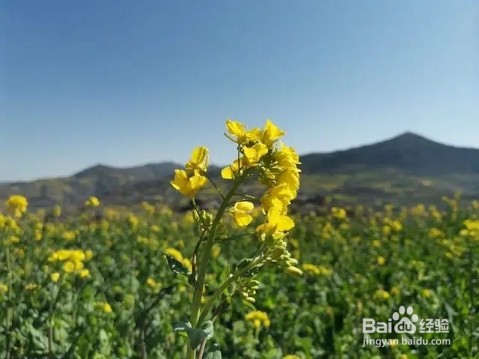 农村田间的蔬菜,开花原来这么美