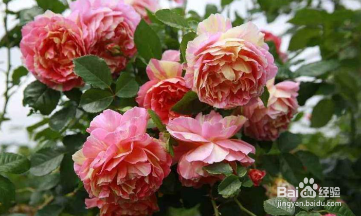 月季花期如何施肥