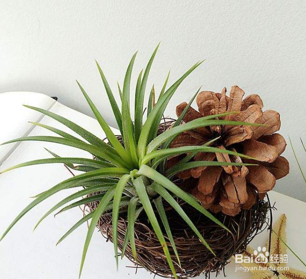 空气凤梨怎么繁殖