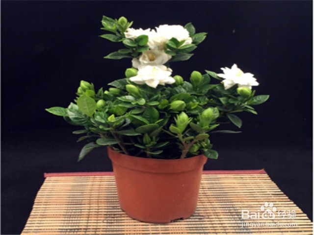 如何照料室内的栀子花？