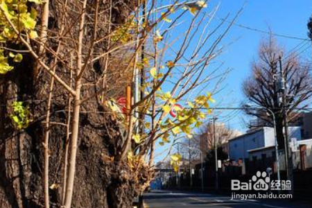 怎么申请东京大学?