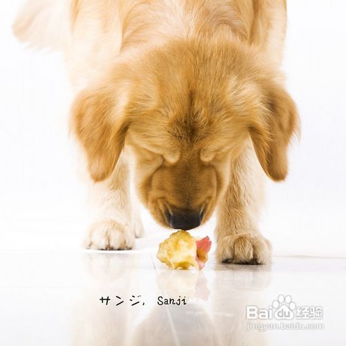 小方法训练宠物狗安静休息